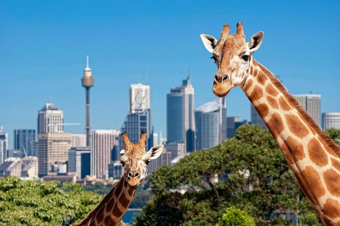 https://tngtravel.com.vn/du-lich-uc-sydney-canberra-melbourne-7n6d